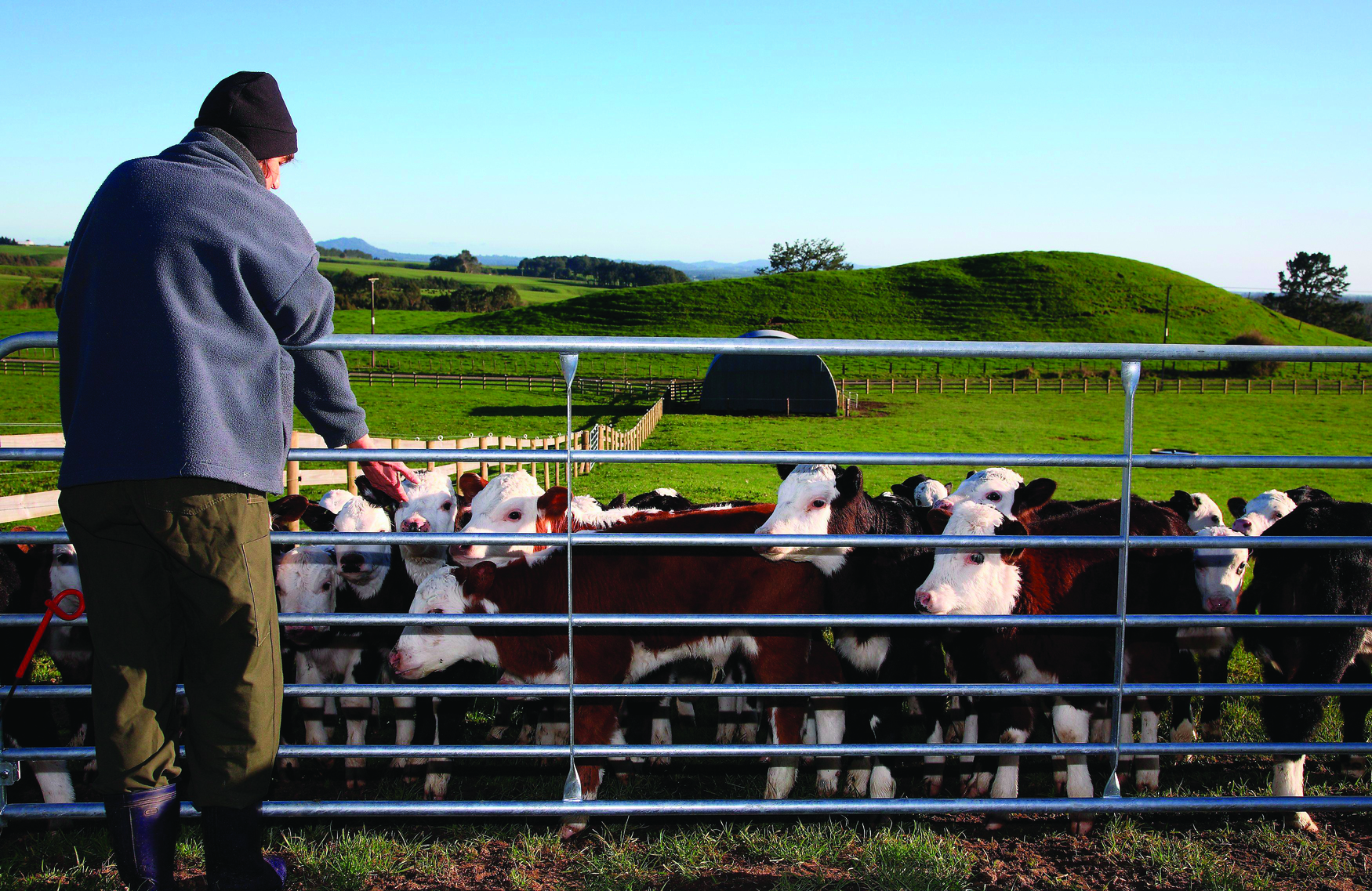 CowsAtGate_50