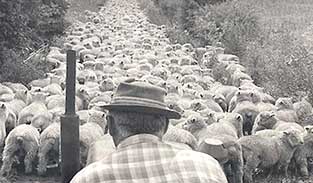 FieldDays-landing-page-since-1933